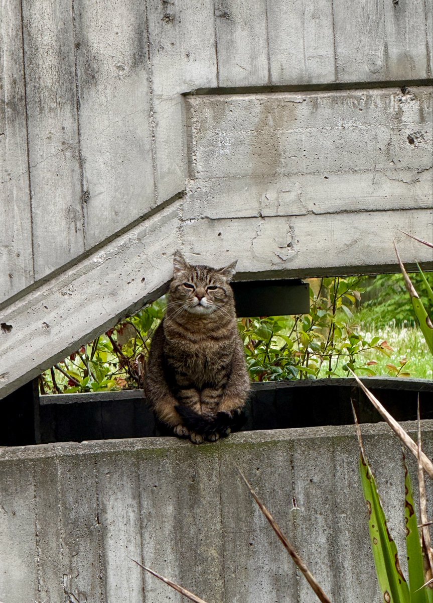 Poi abbiamo incontrato questo scricciolo bellissimo che ci osservava con gli occhietti semichiusi 🐱