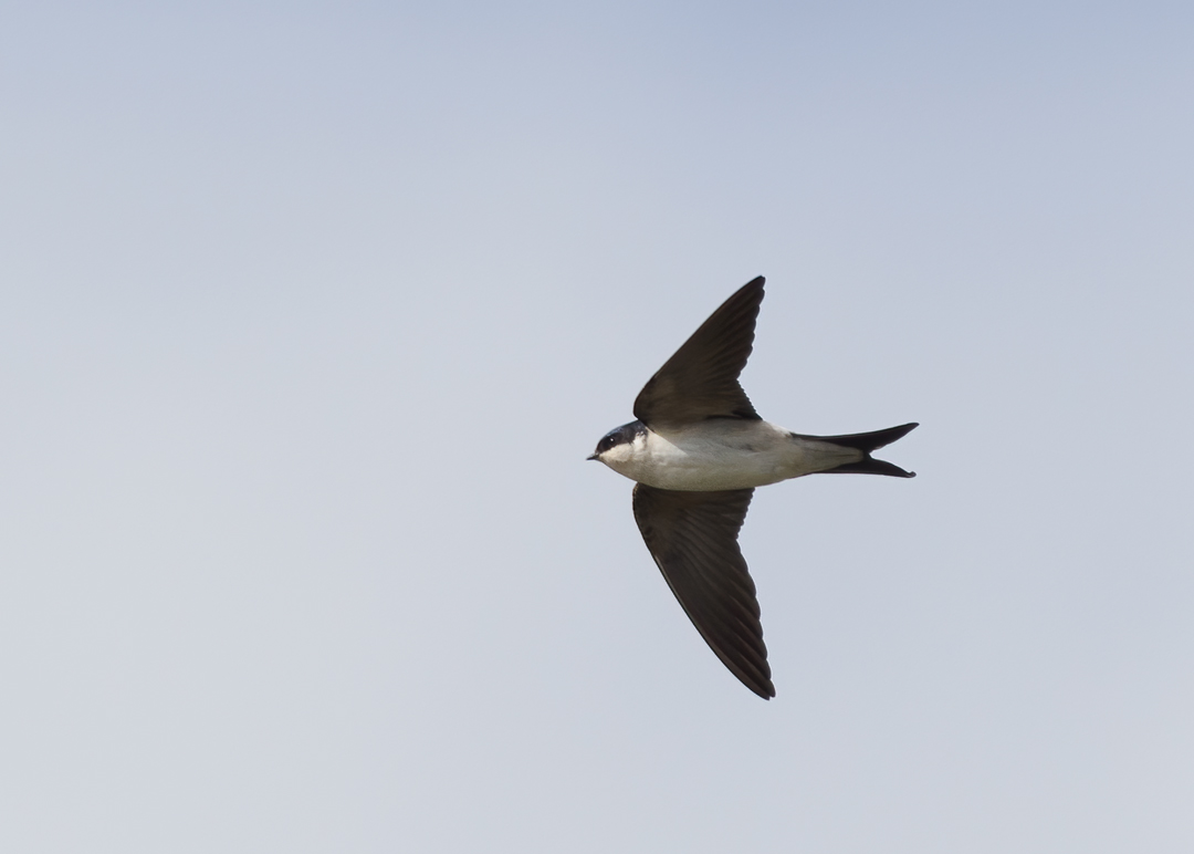 Seasalter birder tweet media