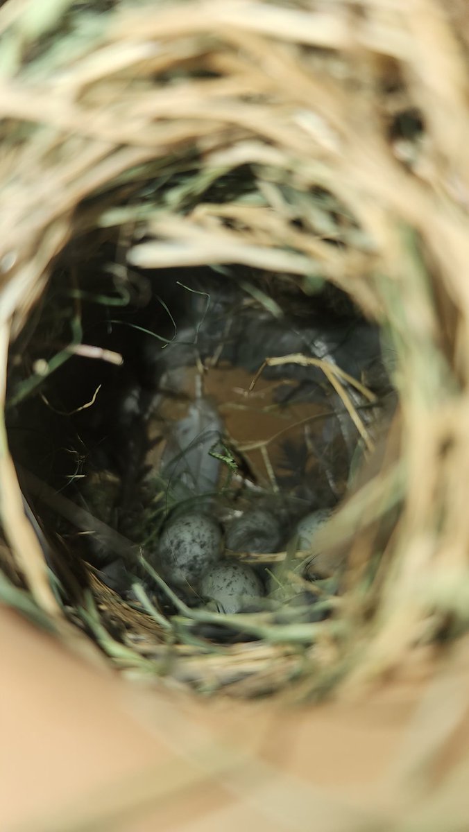 Nandan Shukla tweet media