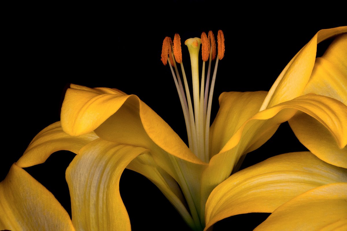 ellecreative's tweet image. Natural and artistic yellow.
#photographyIsArt #Yellow #naturephotography
"Candlelight"