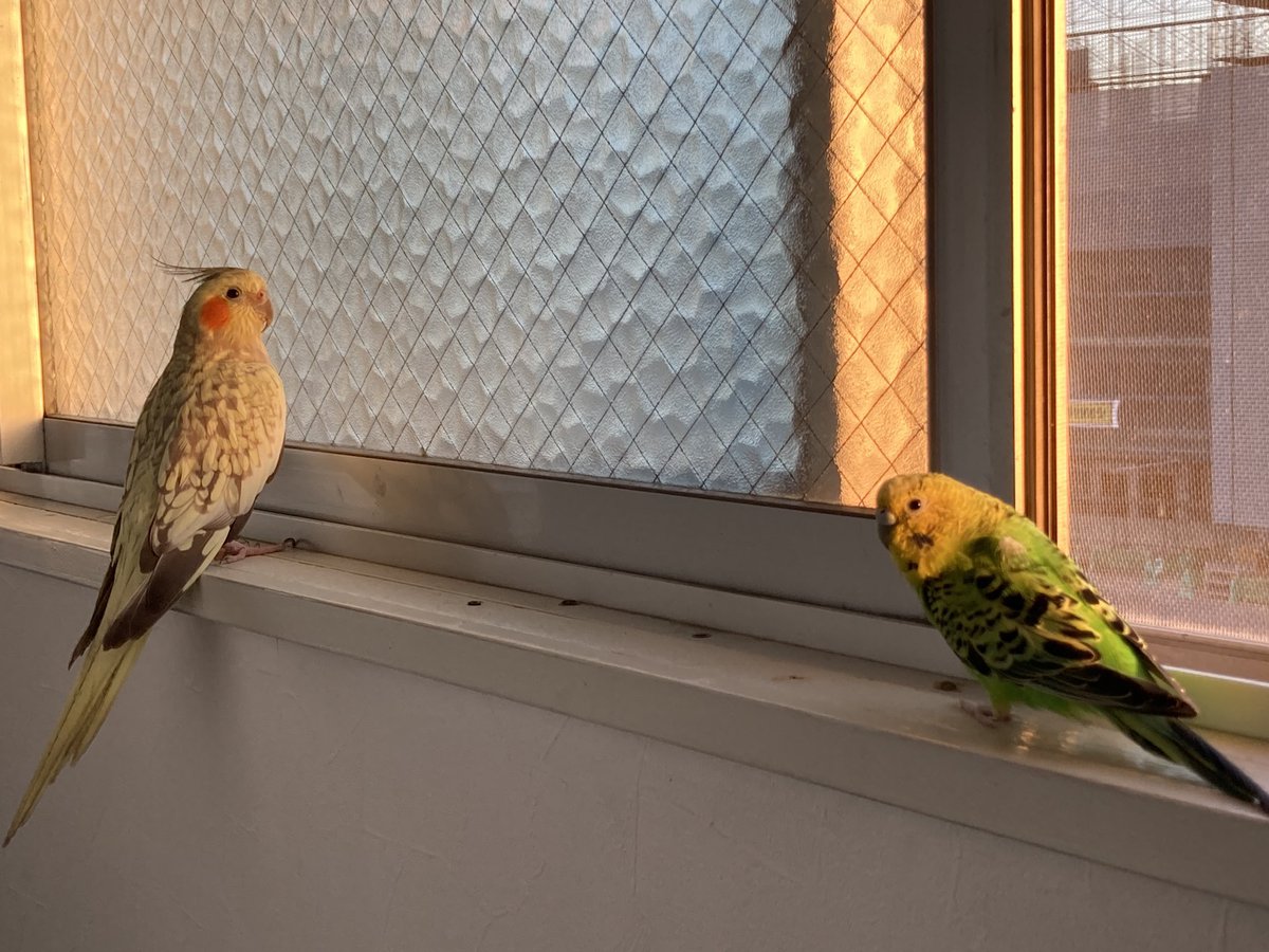 オカメとインコ tweet media