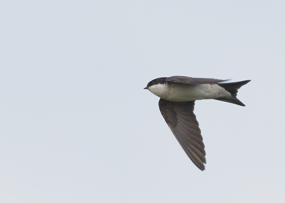 Seasalter birder tweet media