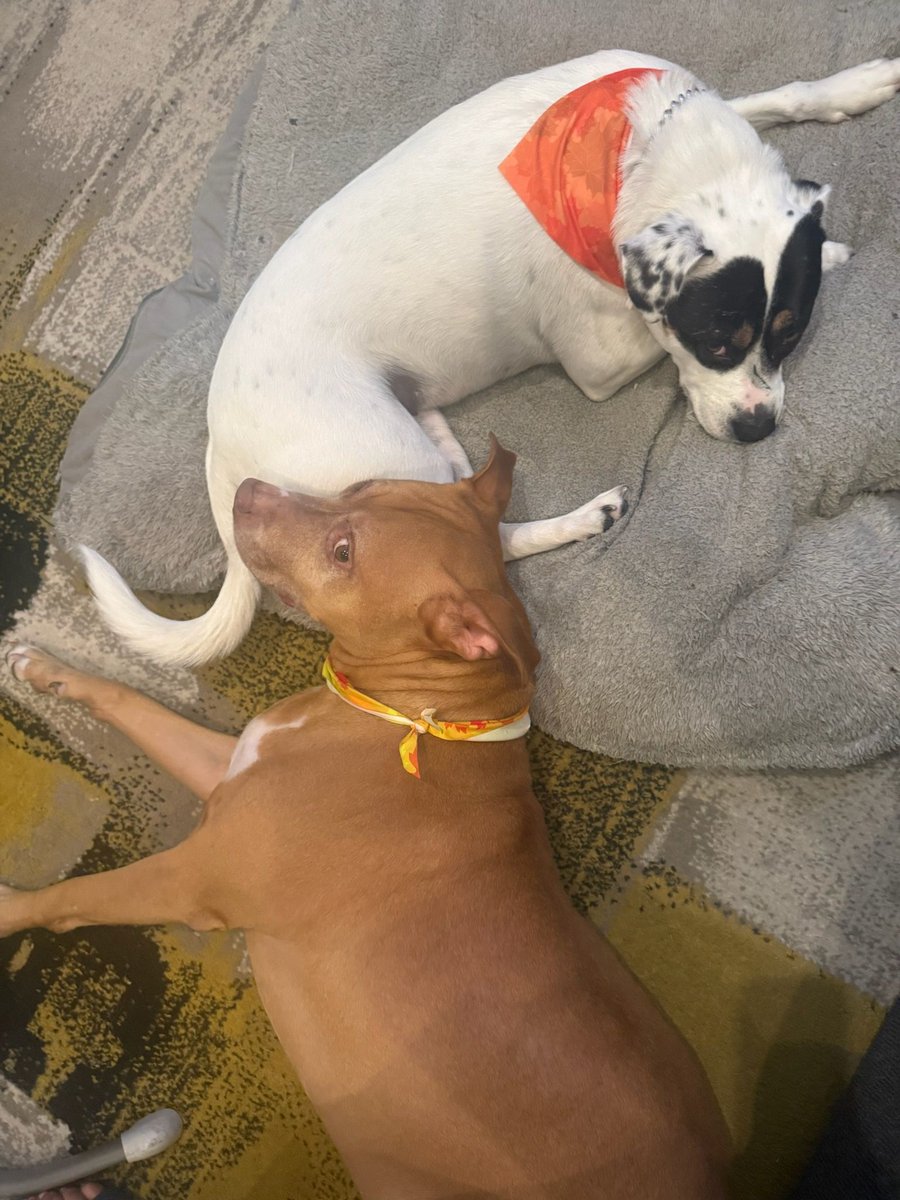 Two best friends, one couch, zero worries.

Happy National Pet Day to the ones who make every day better.