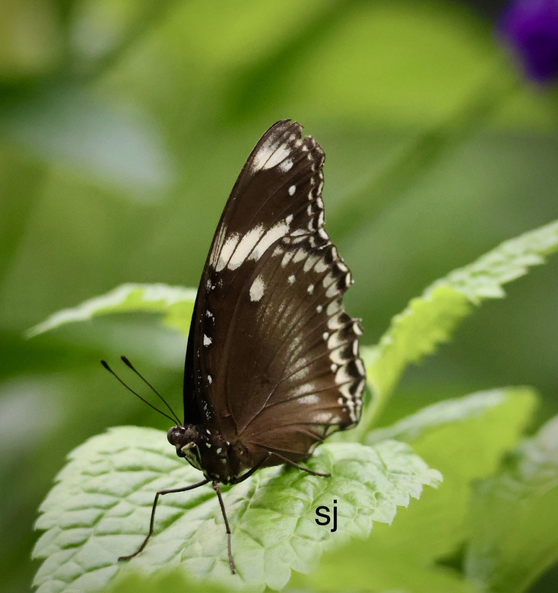 SandraBeeKind's tweet image. April's air stirs in 
Willow-leaves...a butterfly
Floats and balances
Bashō

Nature's tiniest ballet dancer

#NaturePhotography
#NatureTherapy 
#NatureBeauty #Pollinators
#Butterflies #NatureHealing