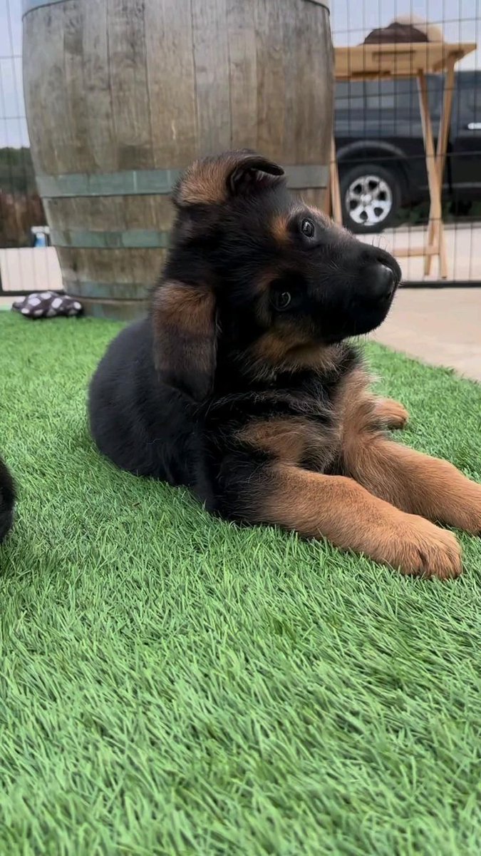 puppies video tweet media