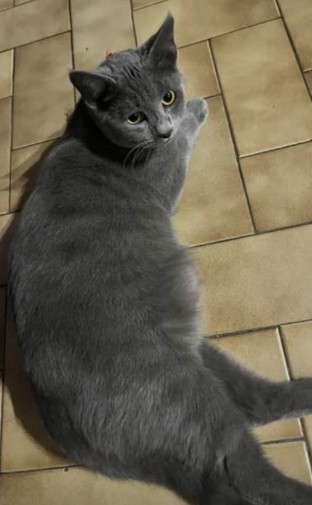 MissingTarn81's tweet image. 11.04.26 Perdue jeune chatte grise à Graulhet (environs de la place Bosquet). "Catamiaou". Contact : facebook.com/coralie.legour… #Tarn #chat