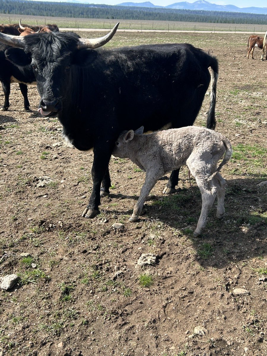 AcmeAcres.us tweet media