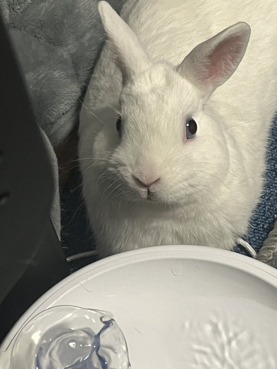 かぴさん(｀ｴ´) tweet media