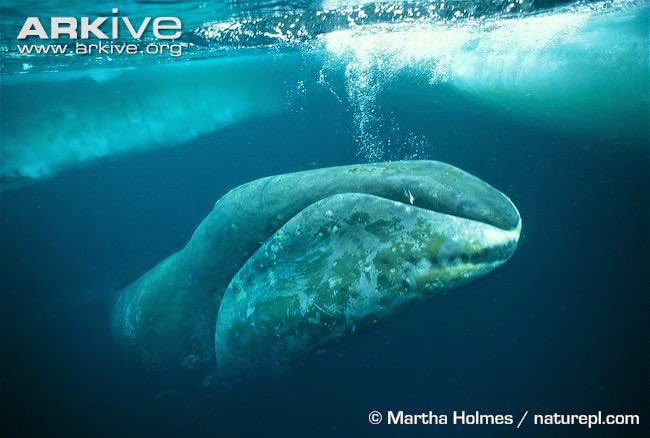 Carmine Fields tweet media