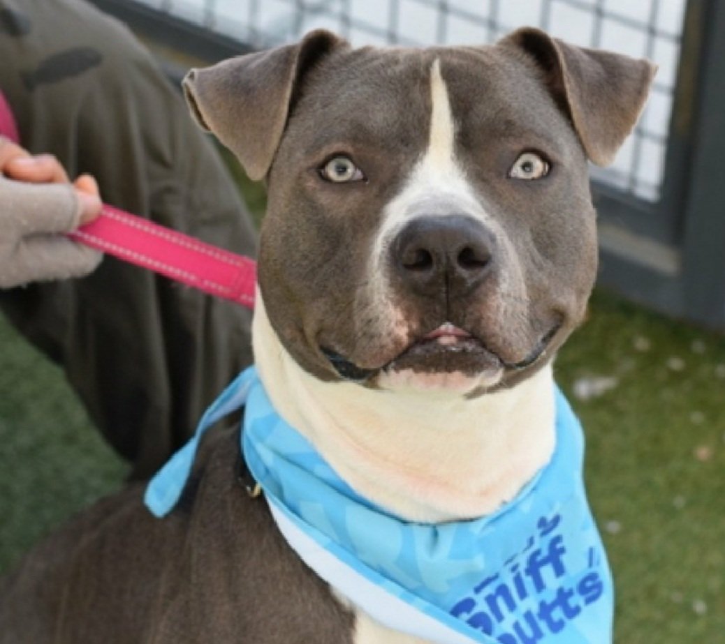 MorgFairsdogs's tweet image. Kano 246033
Kill Command 
#NYCACC #AdoptMe 
💠Low pledges💠
He is a handsome 1 yr old puppy 🐶 
In prev home would lunge at kids, strangers &amp;amp; dogs on walks 
Social with staff, loves playing in play yard
Needs exp all adult home 
Help save Kano!
#Pledge4Rescue #foster #adopt