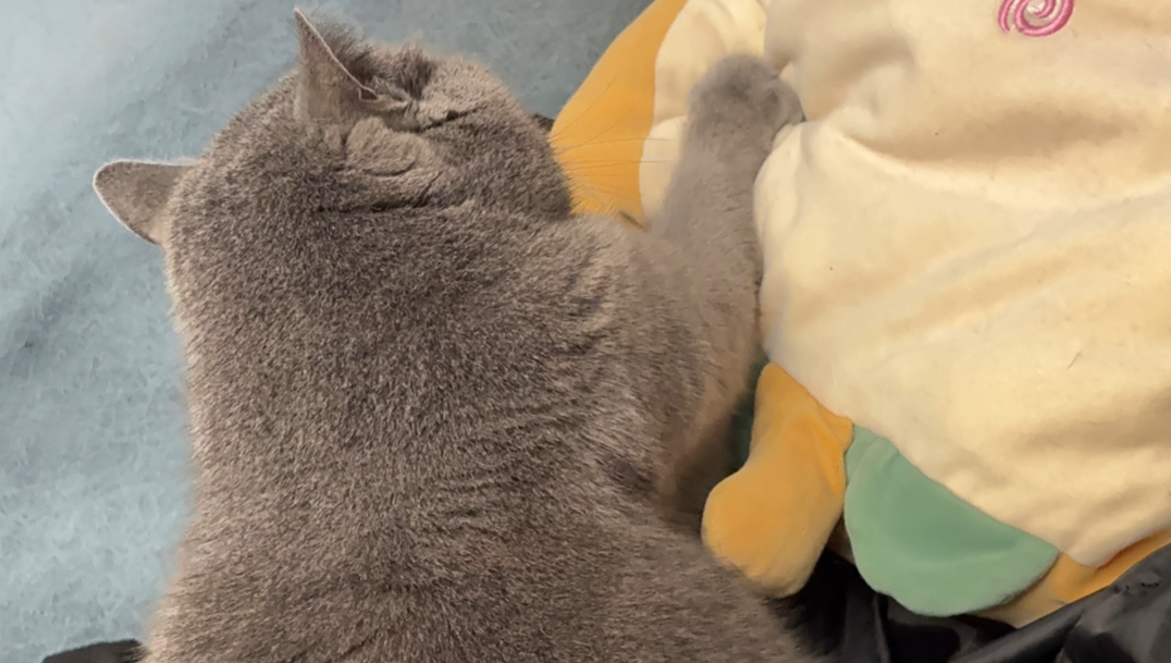 Sanjay Kumar tweet media