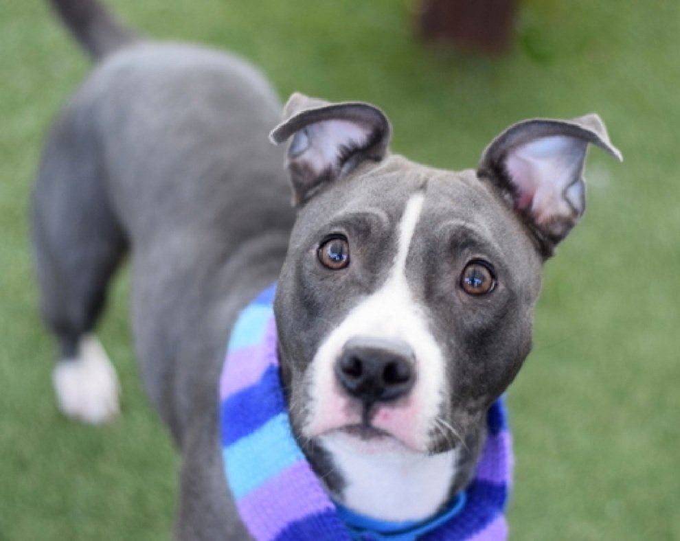 MorgFairsdogs's tweet image. Ms Frizzle 245049
Kill Command 
#NYCACC #RescueOnly 
She is a pretty 6 yr old
Highly social with staff 
In Shelter Scholars training program 
Not faring well in care 
Needs exp all adult home
Save Ms Frizzle!
#Pledge4Rescue #foster #adopt