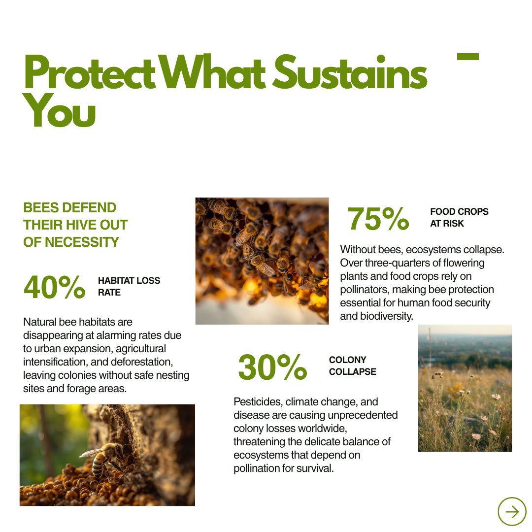 greenpromiseint's tweet image. Bees don’t chase success.
They build it, quietly, together.
Every flight has purpose.
Every small act compounds.

They pollinate 75% of the crops we depend on
yet ask for nothing in return.

#LessonsFromNature #Sustainability #ClimateAction #Mindset #Growth #Bees #Ecology