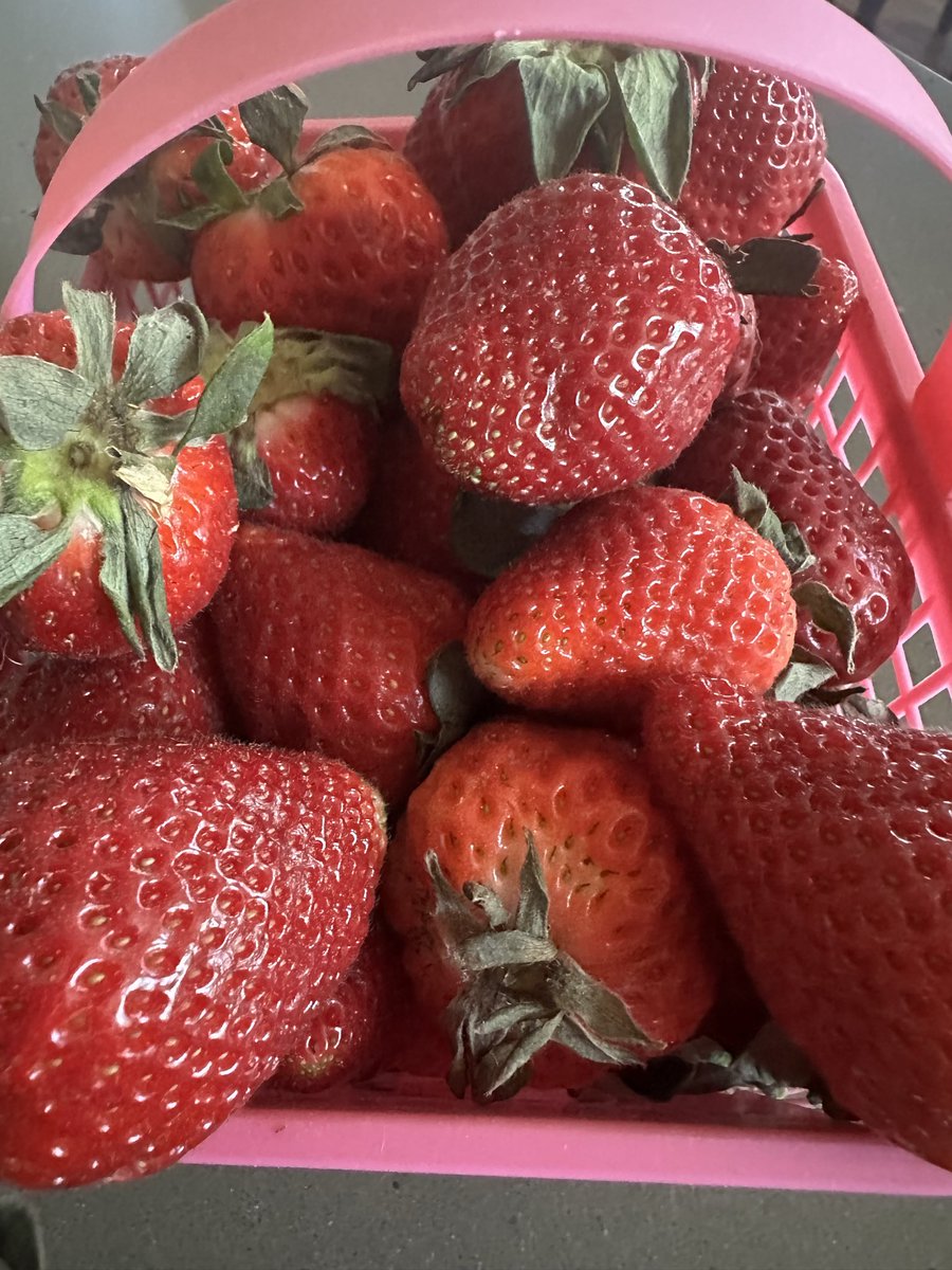 toesinthesand22's tweet image. Tis the season #thePig