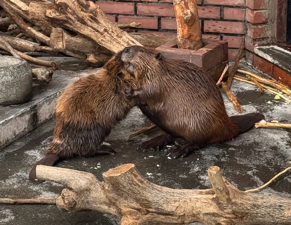 ☻ ꏂꀘꇎ ˡᵛ⁴⁸⁻(えこ☻ 極楽商店街:ホイミ) tweet media