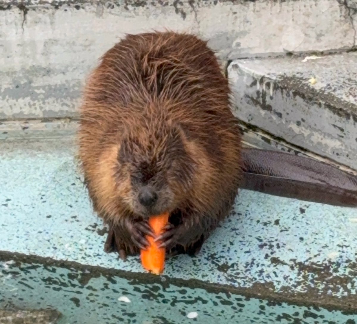 ☻ ꏂꀘꇎ ˡᵛ⁴⁸⁻(えこ☻ 極楽商店街:ホイミ) tweet media