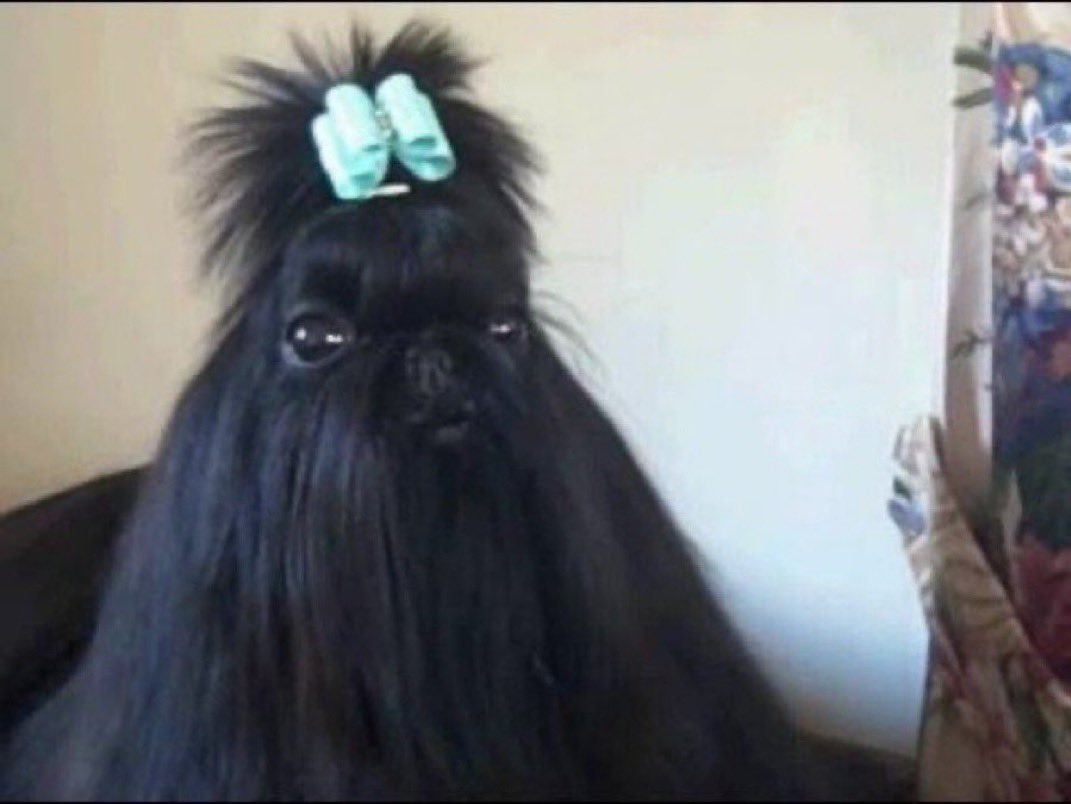 cris die tweet media