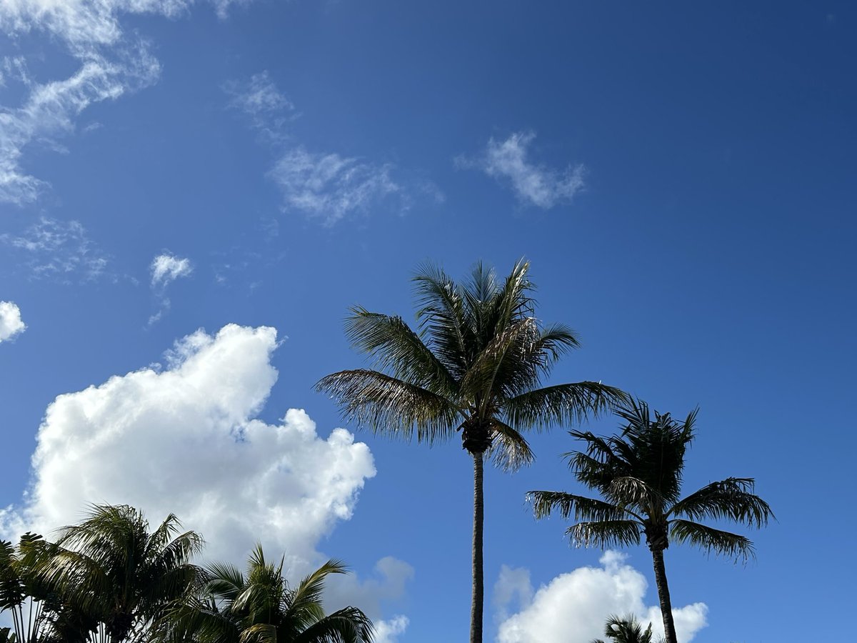 Jane_Arthur_'s tweet image. It’s great to be back 🌴☀️ #MiamiBeach