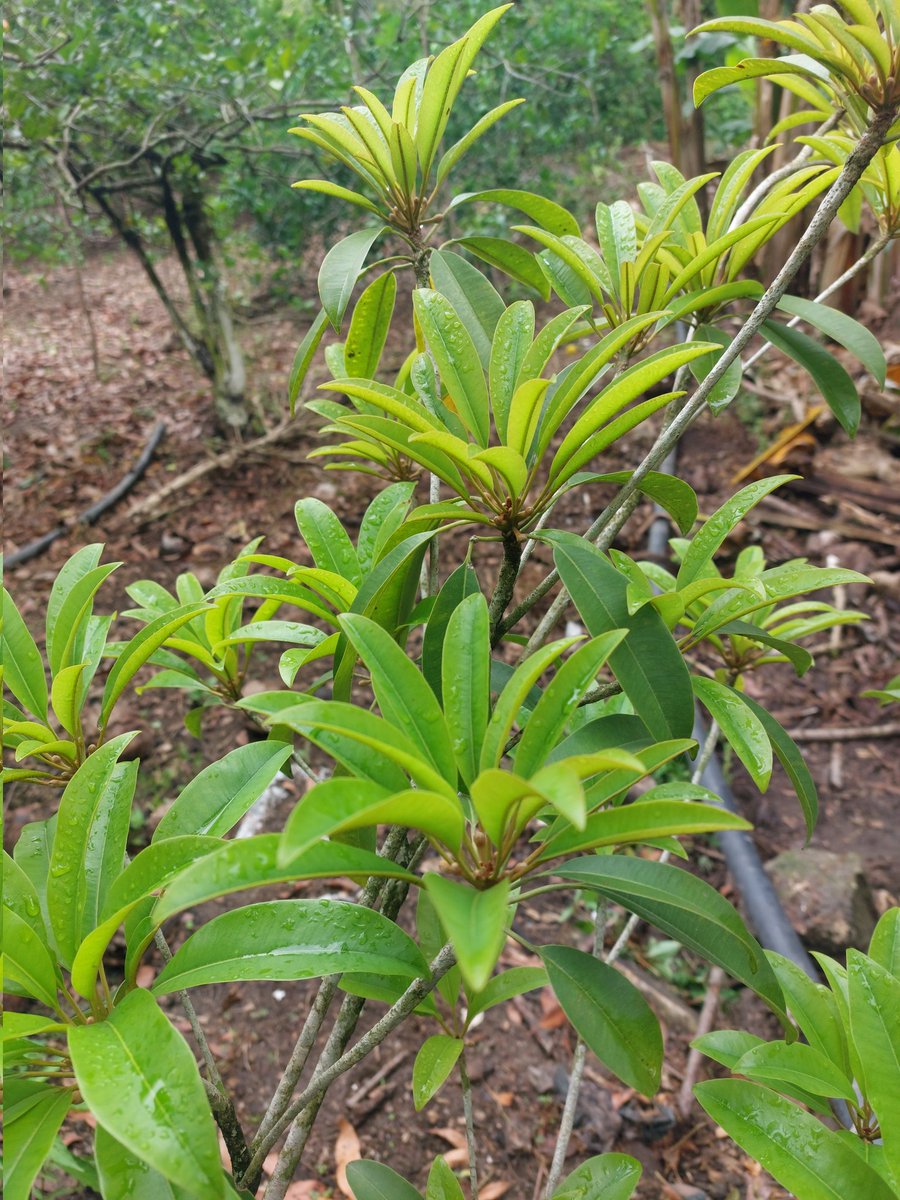 Iray Alvarez tweet media