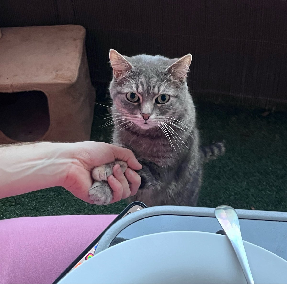 ᡕᠵデᡁ᠊╾━ tweet media