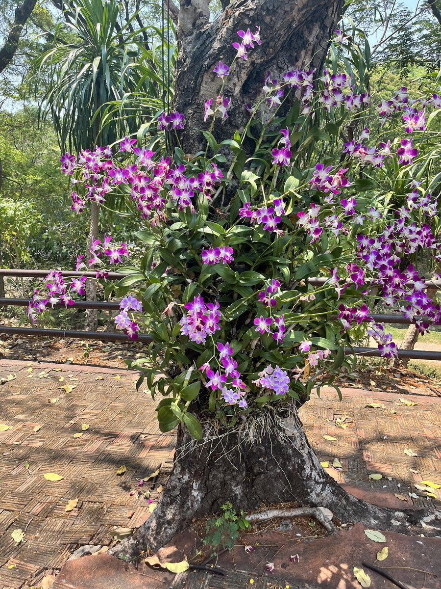 หนูเซีย tweet media