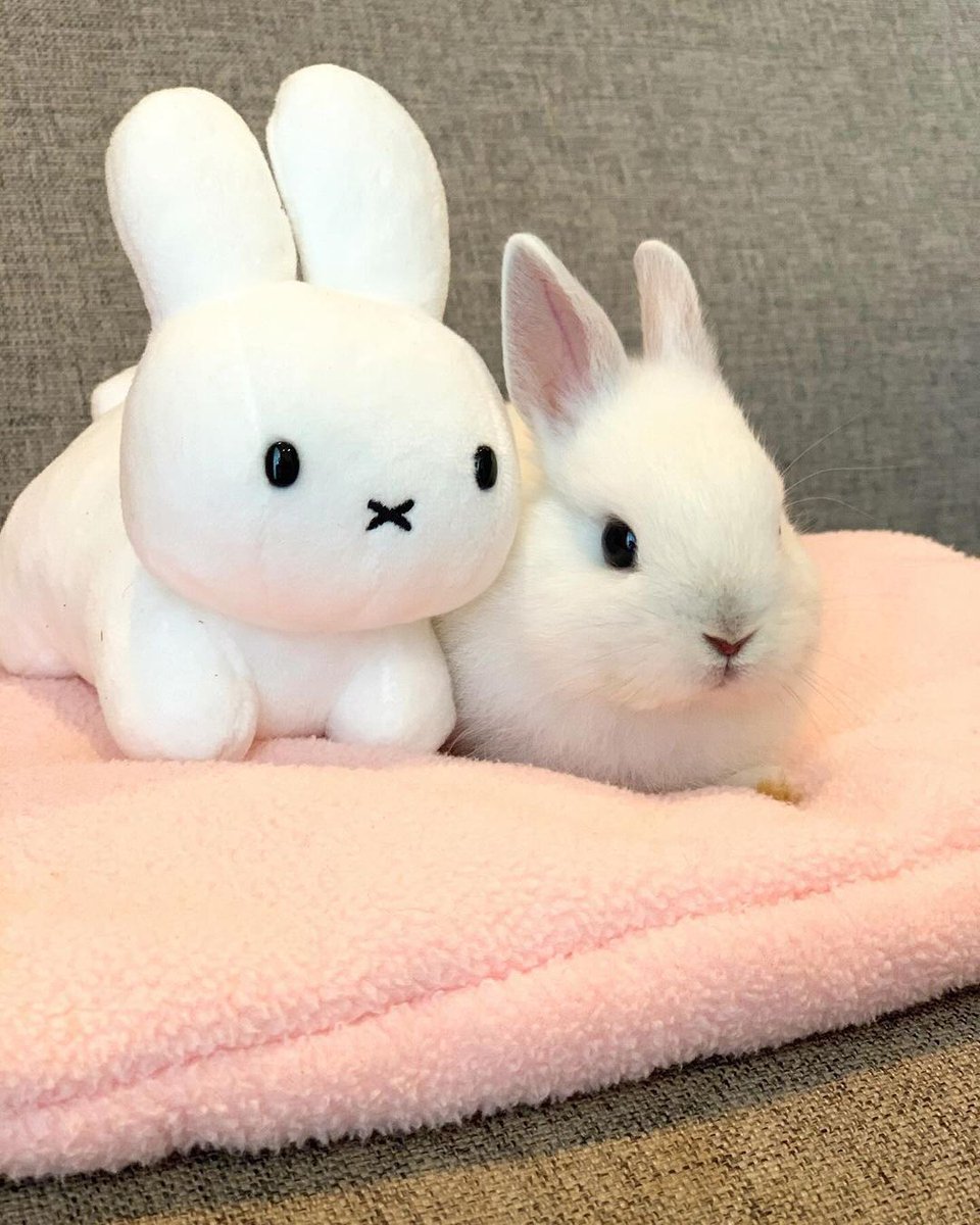 only cute things tweet media