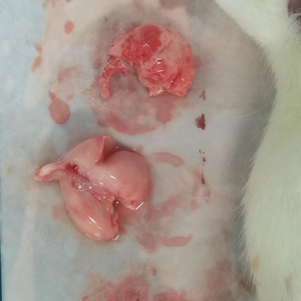 فاطمة الشريف🪸 tweet media