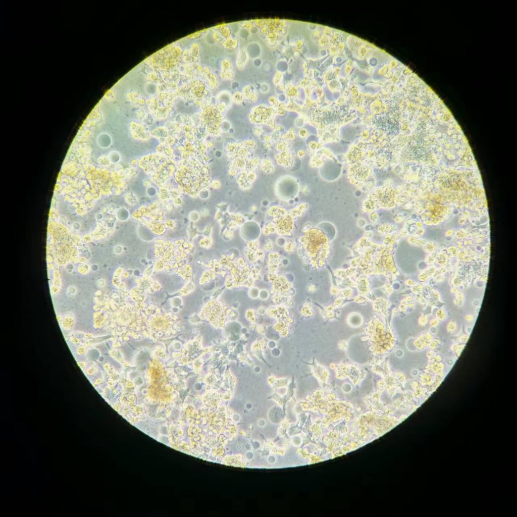 فاطمة الشريف🪸 tweet media