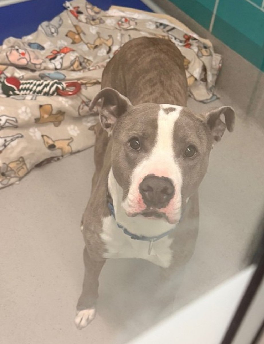 MorgFairsdogs's tweet image. Clever 250243
Kill Command
#NYCACC #RescueOnly 
He is a handsome 3 yr old
Will only approach &amp;amp; interact with select staff 
Highly fearful in care 
Very affectionate once he trusts you
Save Clever!
#Pledge4Rescue #foster #adopt