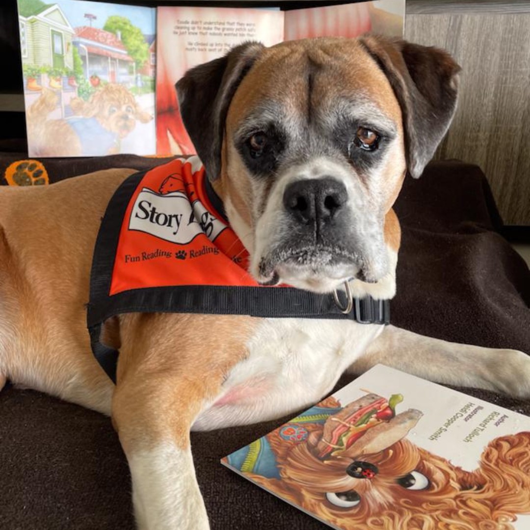 ActuaLitte's tweet image. Lire devant un chien :
389 animaux aident des enfants à progresser en Australie.
👉 actualitte.com/article/130574…

#Lecture #Education #Livre