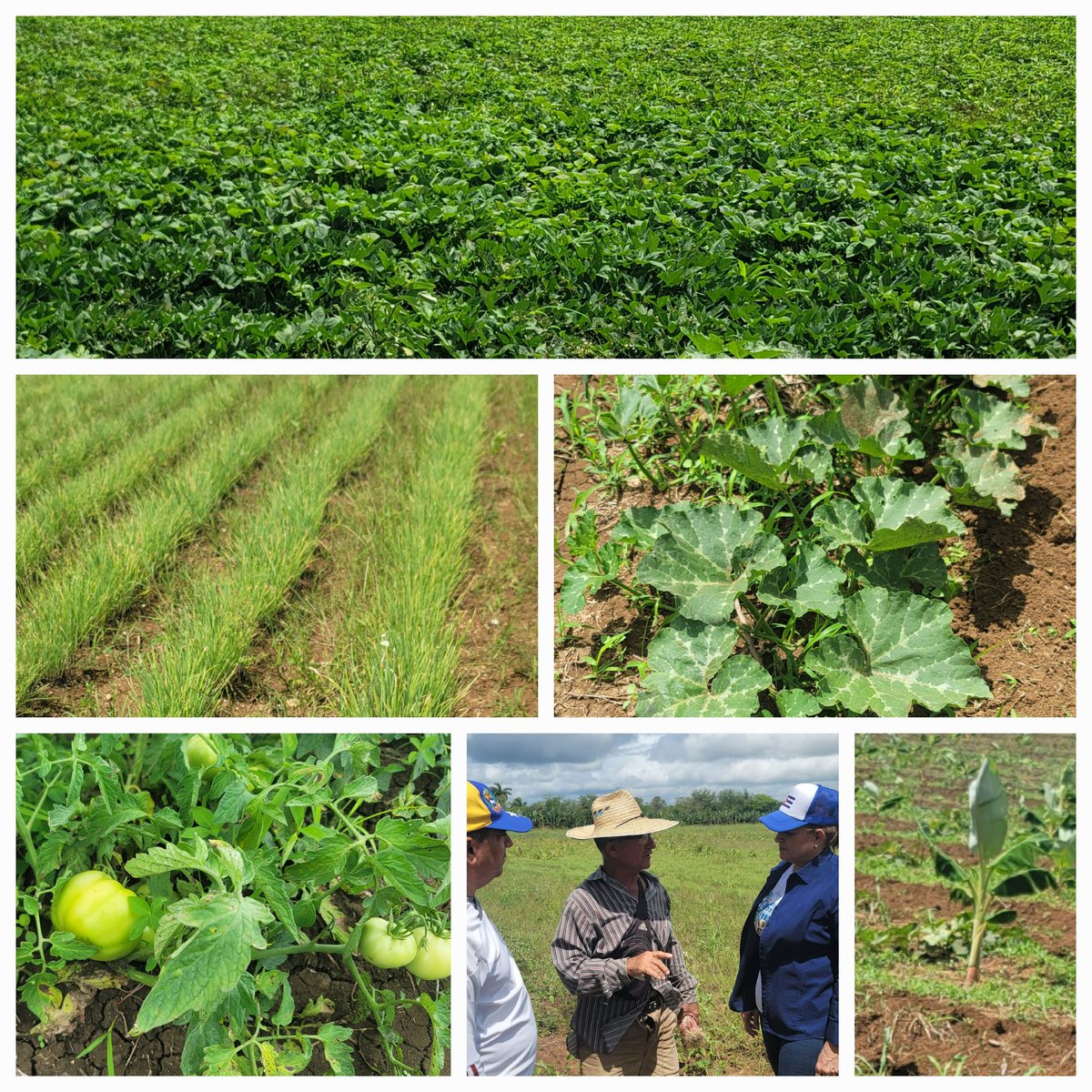 Yelenys Tornet Menéndez tweet media