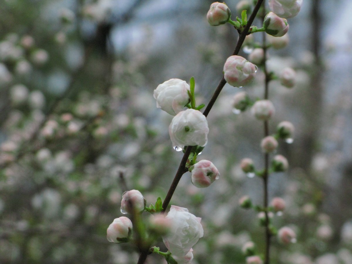 나나무 tweet media