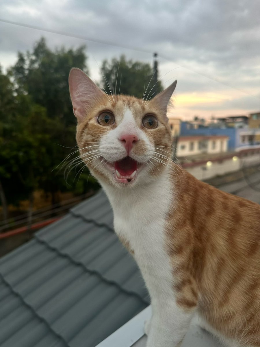 Kary0369's tweet photo. #Max
#Amordelbueno
#gatonaranja https://t.co/a4FSZNteZB