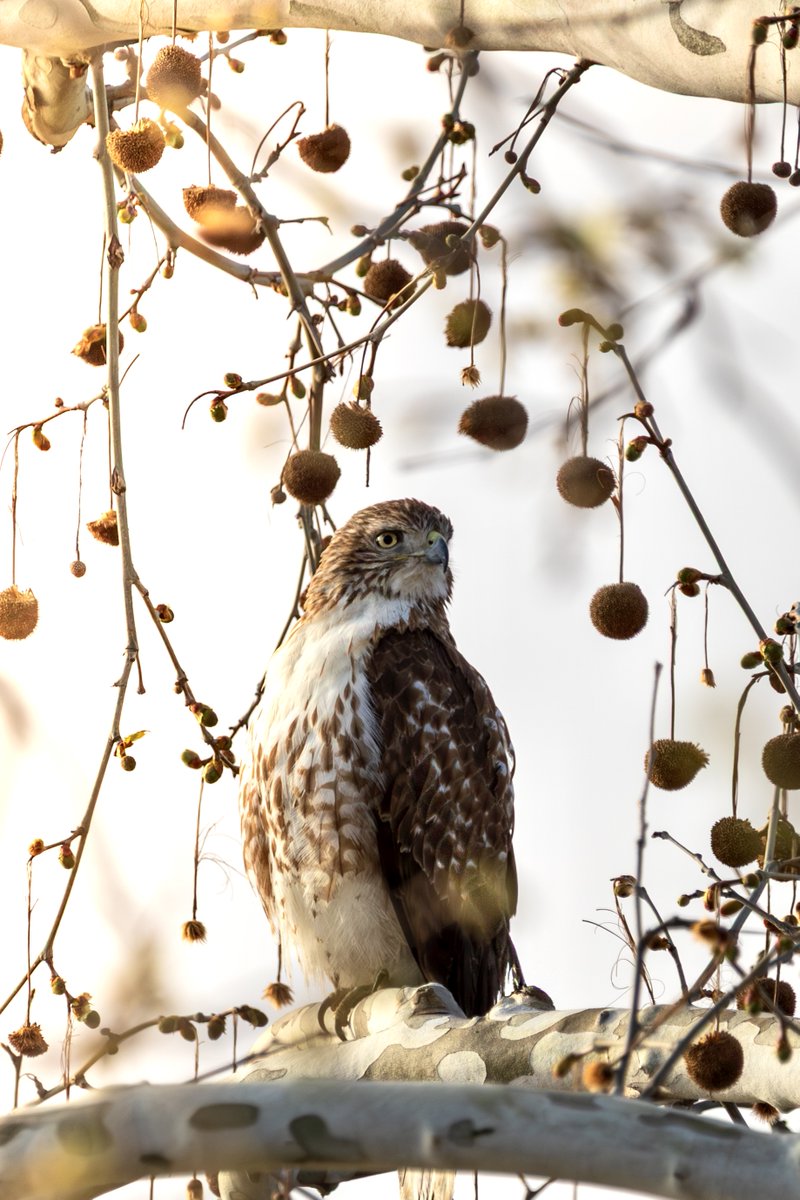DavidLikesBirds's tweet photo. Red-tailed Hawk this morning on Herr's Island. https://t.co/mOCkNTw3vR