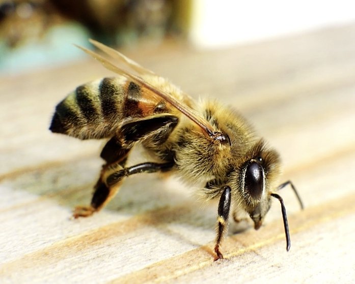 TW 🇪🇺 tweet media