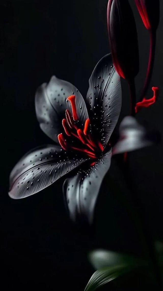 mshafqat72's tweet image. In the quiet darkness, even a single bloom dares to glow, soft petals holding fire within. 🌺✨
A reminder that beauty doesn’t need the light… it becomes it. 🔥🖤 
#Resilience #BeautyInDarkness