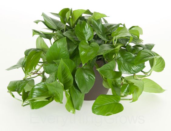 ravinder399226's tweet image. " Pothos care 101: Bright indirect light + let soil dry 2-3 inches deep between waterings. Pro tip: Trim yellow leaves to boost growth!  #PlantParent #GreenLiving"