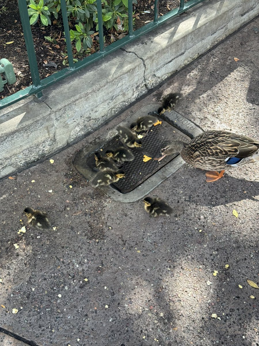 Disney ducklings. 🥰