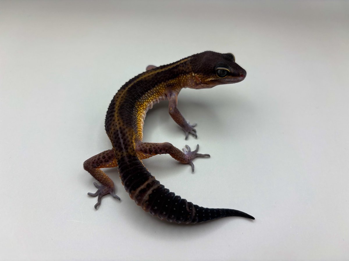 Blizzard Gecko🦎 tweet media
