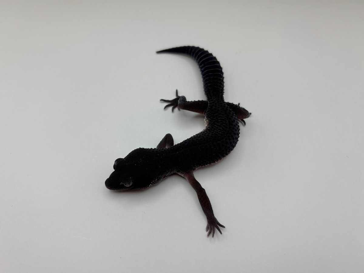 Blizzard Gecko🦎 tweet media