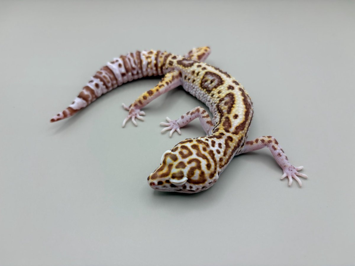 Blizzard Gecko🦎 tweet media
