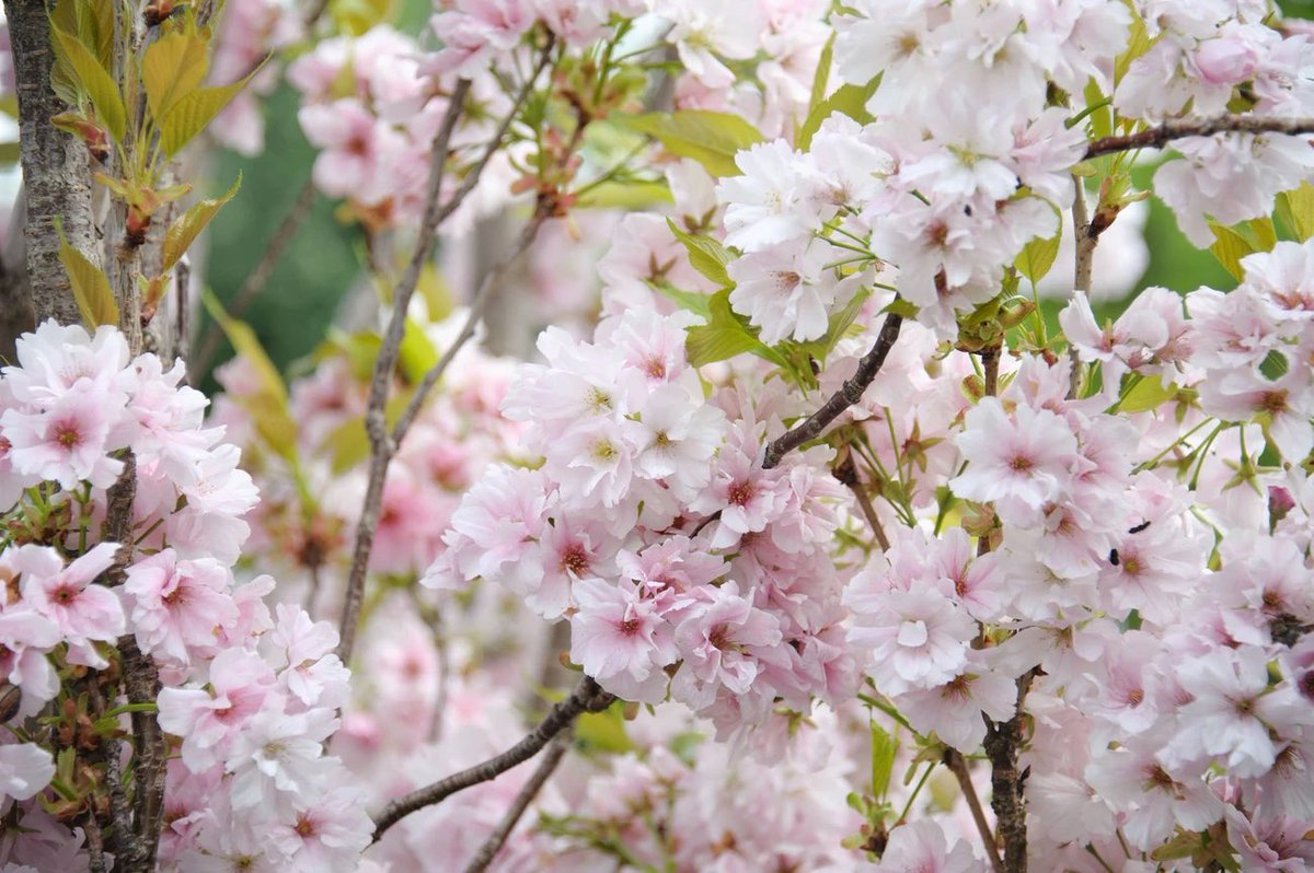 ParkBoardScott's tweet photo. It’s a perfect day to visit @VanDusenGdn for #SakuraDays. 🌸
If you’re attending, make sure you try the Sakura bagel at Wa-Bagel. 😋
#SDJF #VanCherryBlossomFest @japanfair https://t.co/TzNHhyipzD