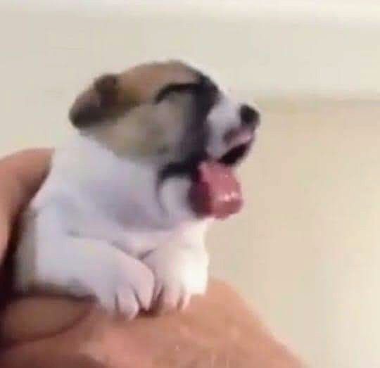 bibble muad'dib tweet media