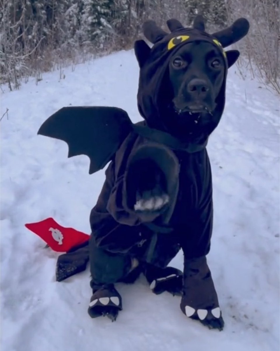 #HowToTrainYourDragon tweet media