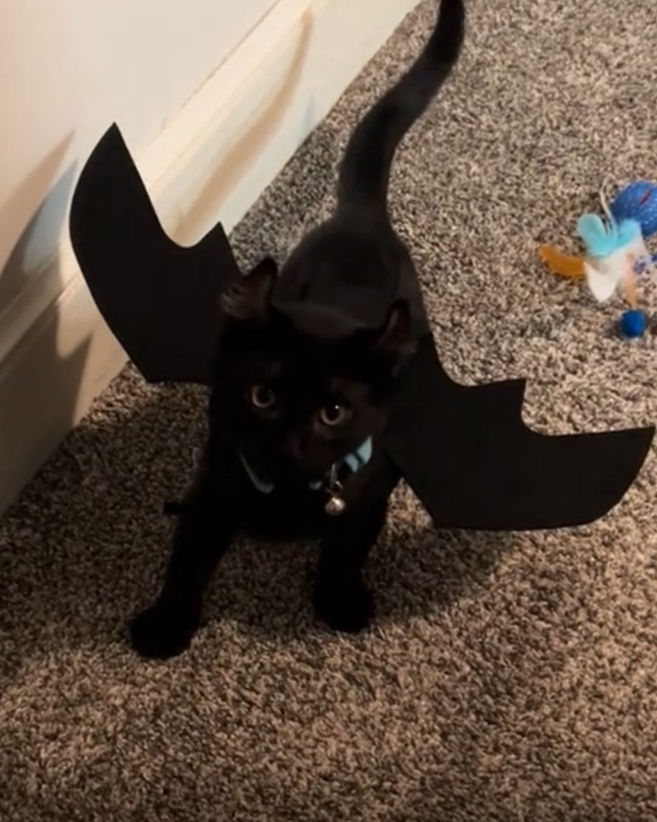 #HowToTrainYourDragon tweet media