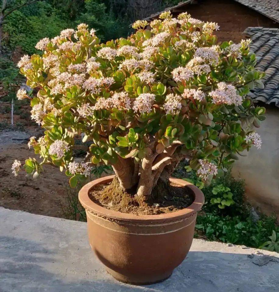 José Robson tweet media