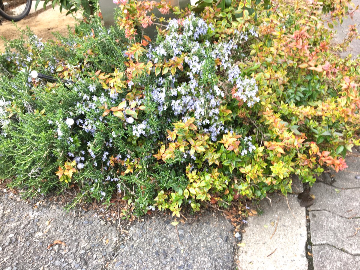 marutora993's tweet image. おはようございます^ ^☀️✨
 #花
 #photography 
 #photooftheday  
🤗✨