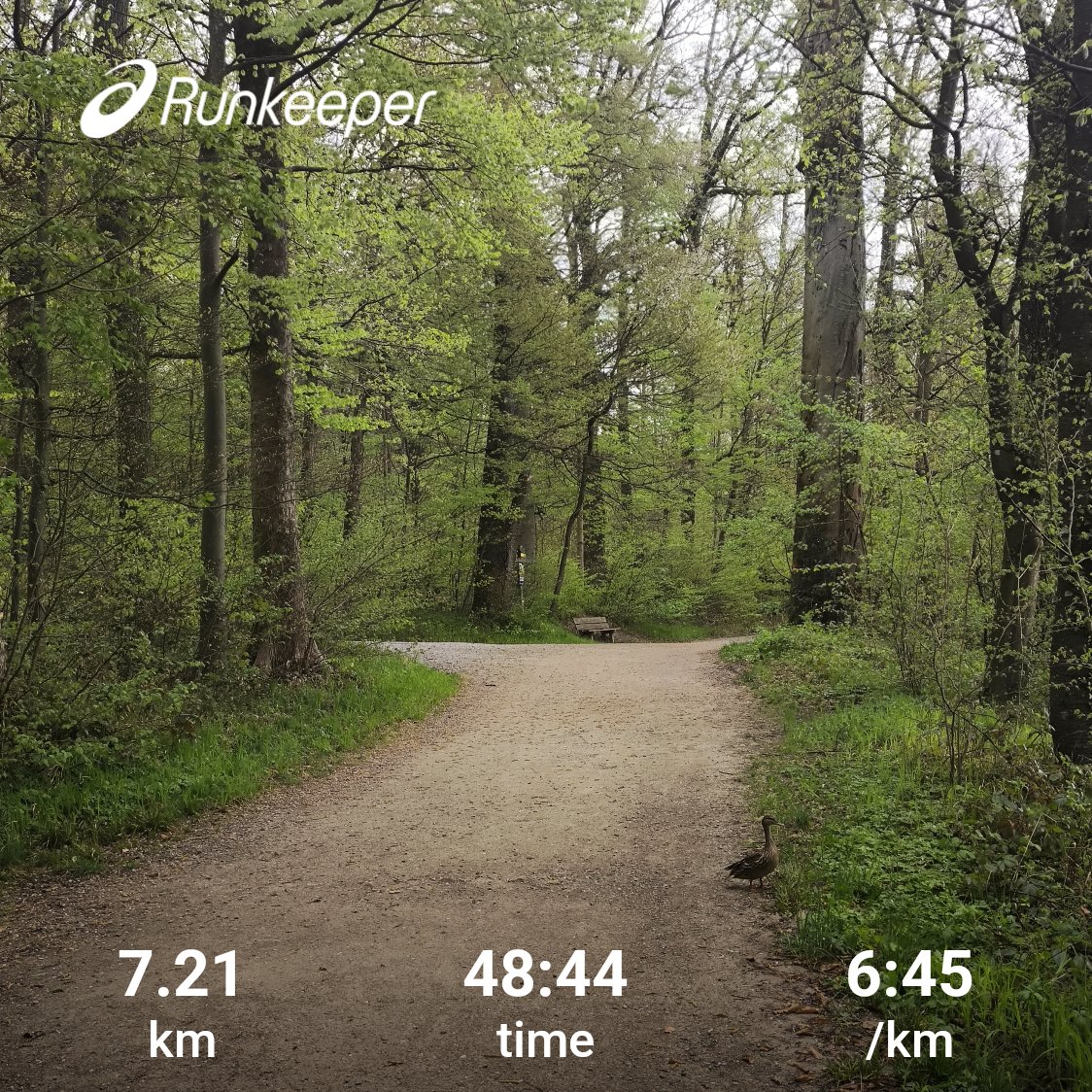 zureich37's tweet image. run in the nature 🏃‍➡️.
... spot the duck 📸 🦆.
#running #runchat #nature #training #forestrun #greenleaves #positivity