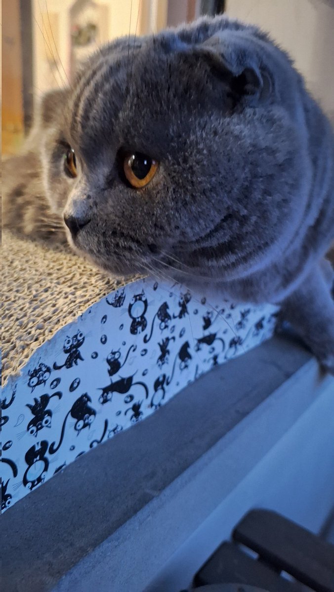 Modella