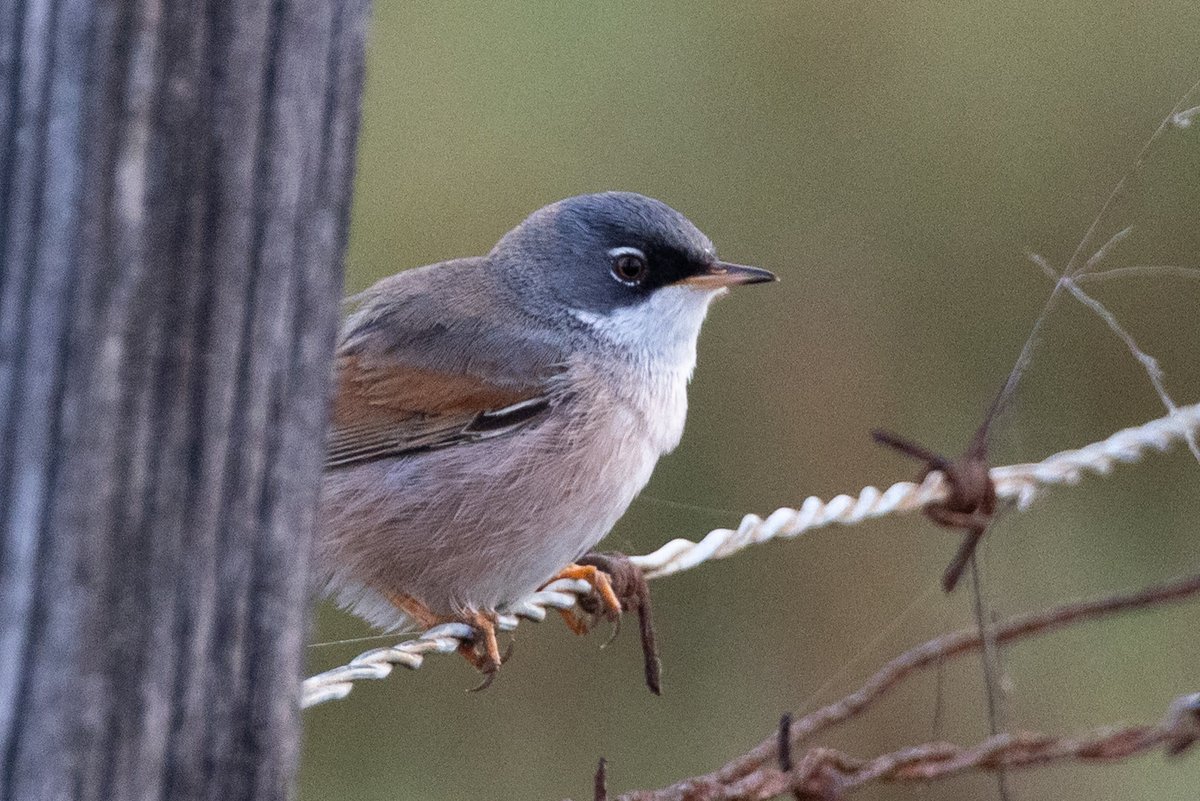 Andy Butler tweet media